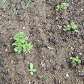 BeetR1 2026-05-11 11.23.